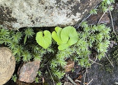 Viola selkirkii