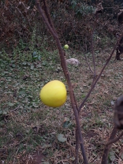 Solanum palinacanthum