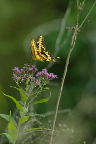 Western Ironweed