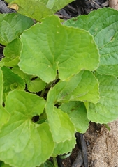 Viola