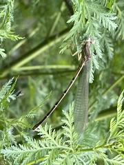 Argia apicalis