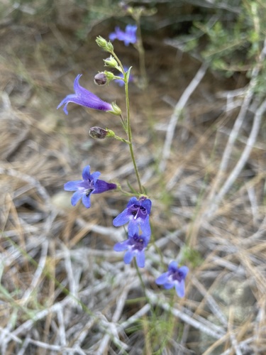 Image of Penstemon filiformis by (c) Matt Berger, some rights reserved (CC BY)