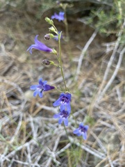 Penstemon filiformis