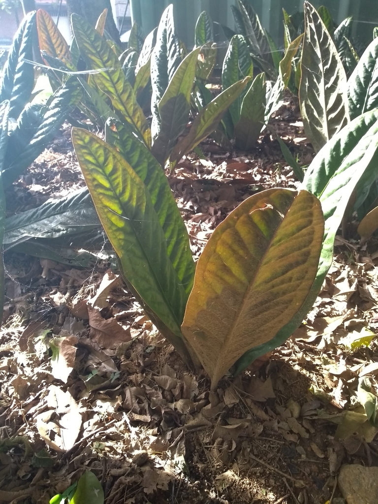 Anthurium superbum Madison