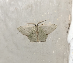 Chloropteryx nordicaria