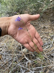 Penstemon filiformis