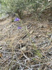 Penstemon filiformis