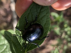 Leptinotarsa behrensi