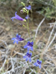 Penstemon filiformis