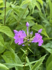Phlox glaberrima interior