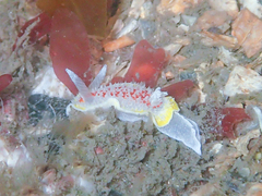 Diaphorodoris luteocincta