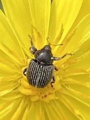 Cleopomiarus graminis