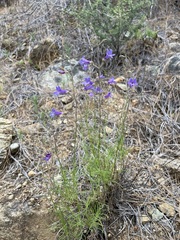 Penstemon filiformis