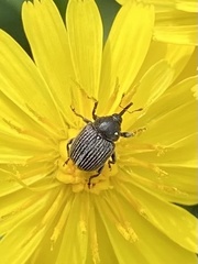 Cleopomiarus graminis