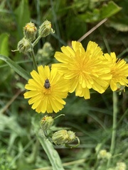 Cleopomiarus graminis