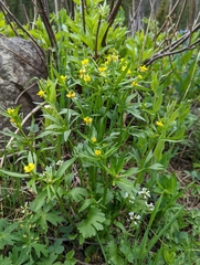 Ranunculus inamoenus