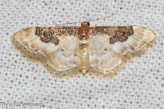 Idaea mustelata