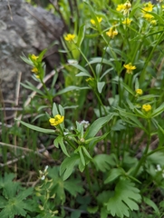 Ranunculus inamoenus