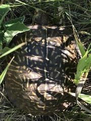 Terrapene ornata