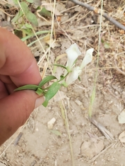 Scutellaria californica