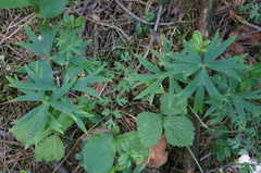 Pulsatilla patens
