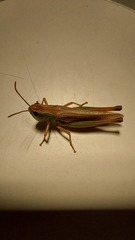 Pseudochorthippus parallelus