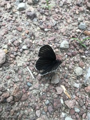 Chlosyne ehrenbergii