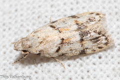 Symmoca signatella