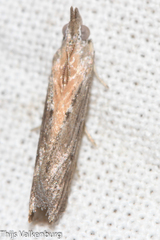 Epischnia illotella
