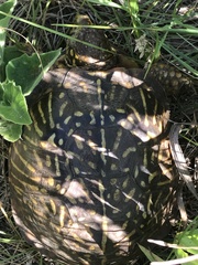 Terrapene ornata
