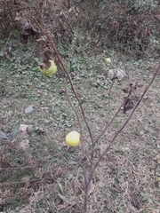 Solanum palinacanthum