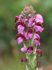 Pedicularis mixta