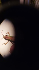 Pseudochorthippus parallelus