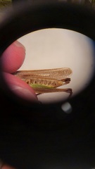 Pseudochorthippus parallelus