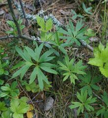 Pulsatilla patens