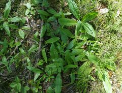 Arnica montana