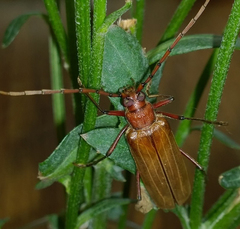Ochrocydus huttoni