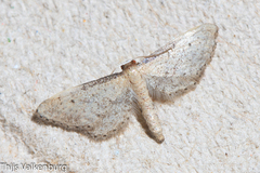 Idaea infirmaria