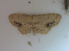 Idaea dimidiata
