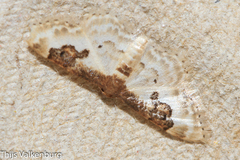 Idaea mustelata