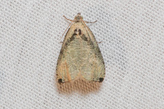 Olethreutes exoletum