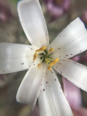 Lilium rubescens