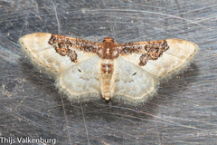 Idaea mustelata