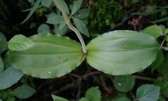 Neottia ovata