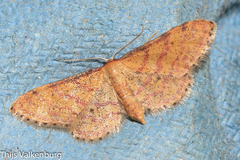 Idaea rhodogrammaria