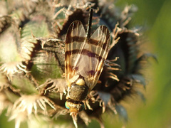 Urophora stylata