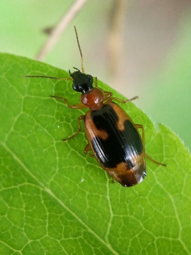 Ringed Harp Ground Beetle photo 3