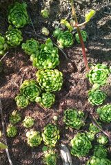 Sempervivum globiferum
