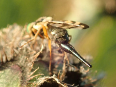 Urophora stylata