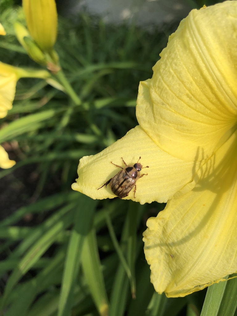 Oriental Beetle from Osborne Cir, Square, PA, US on June 26